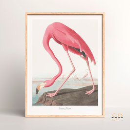 Póster John James Audubon American Flamingo Wildlife Art