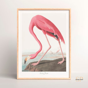 Póster John James Audubon American Flamingo Wildlife Art