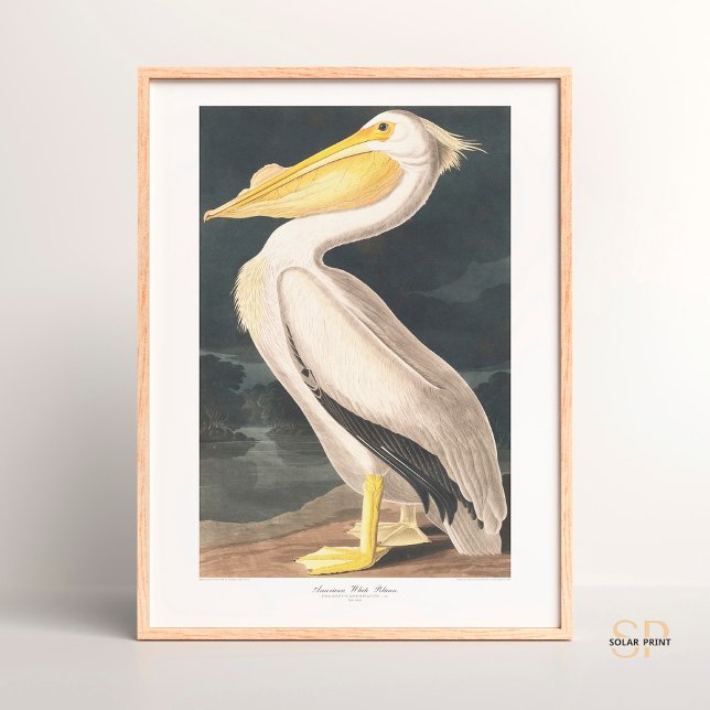 Póster John James Audubon American White Pelican Majesty (Subido por el creador)