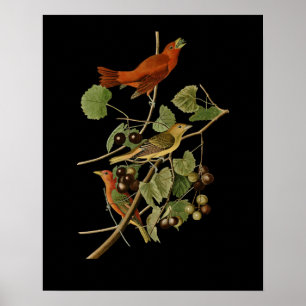 Póster John James Audubon ~ Aves rojas de verano ~