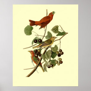 Póster John James Audubon ~ Aves rojas de verano ~