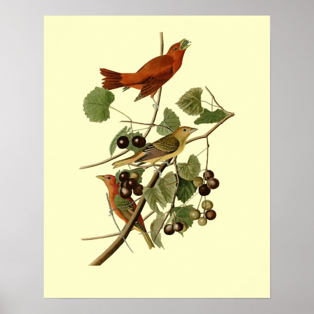 Póster John James Audubon ~ Aves rojas de verano ~ (Frente)