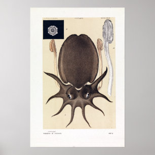 Póster John James Wild Large Melbourne Sepia