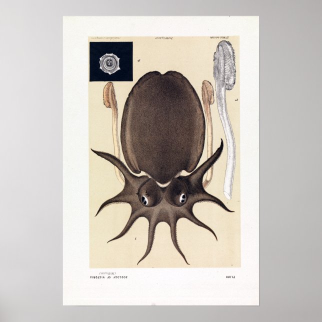 Póster John James Wild Large Melbourne Sepia (Frente)