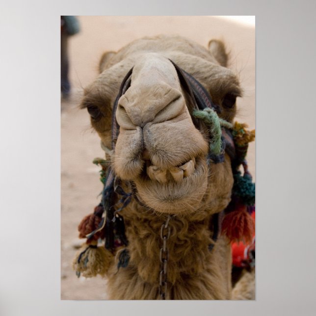 Póster Jordania, antigua ciudad Nabataean de Petra. Local (Frente)