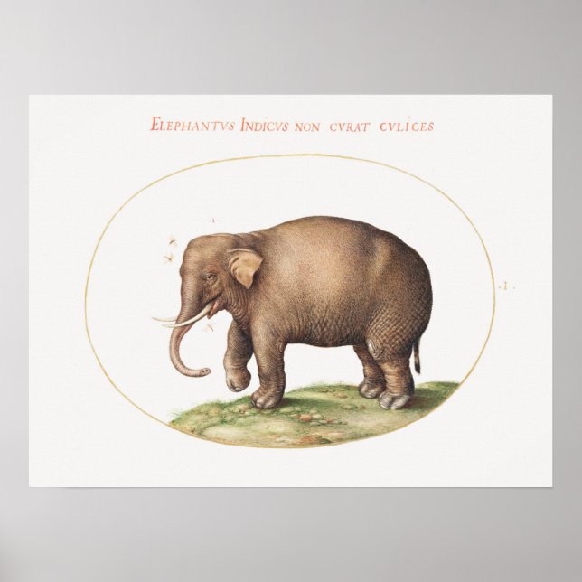 Póster Joris Hoefnagel Elephant con Insectos Iluminación (Frente)