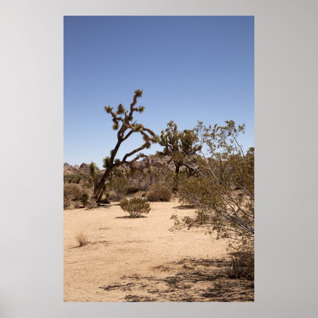 Póster Joshua Tree (Frente)