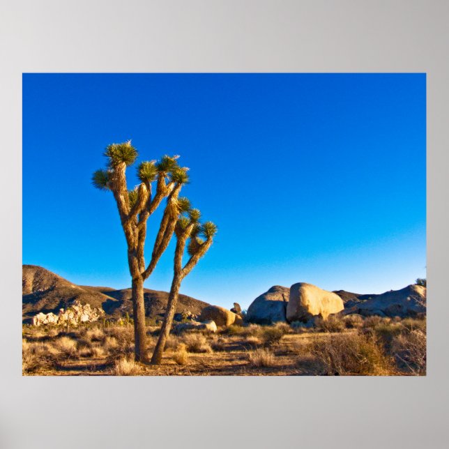 Póster Joshua Tree (Frente)