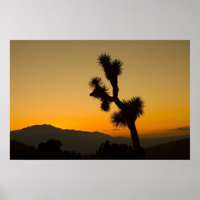 Póster Joshua Tree Sunset (Frente)