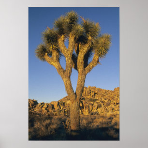Póster Joshua Tree, Yucca brevifolia) y granito