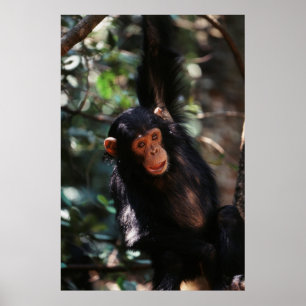 Póster Joven chimpancé colgando del bosque