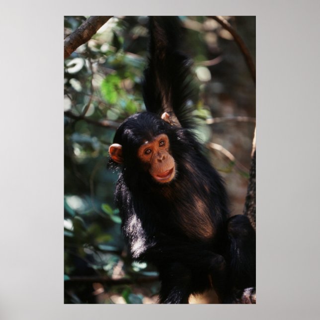 Póster Joven chimpancé colgando del bosque (Frente)
