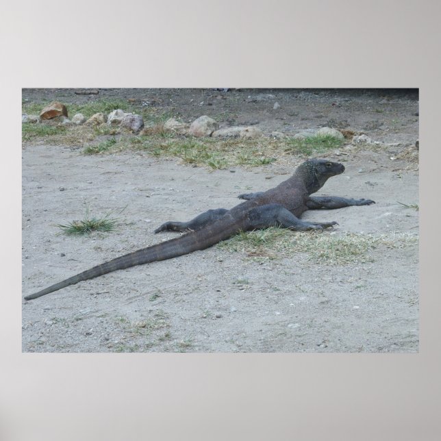 Póster Joven dragón de Komodo (Frente)