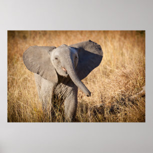 Póster Joven elefante de sabana