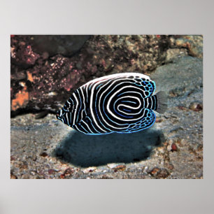 Póster Joven emperador