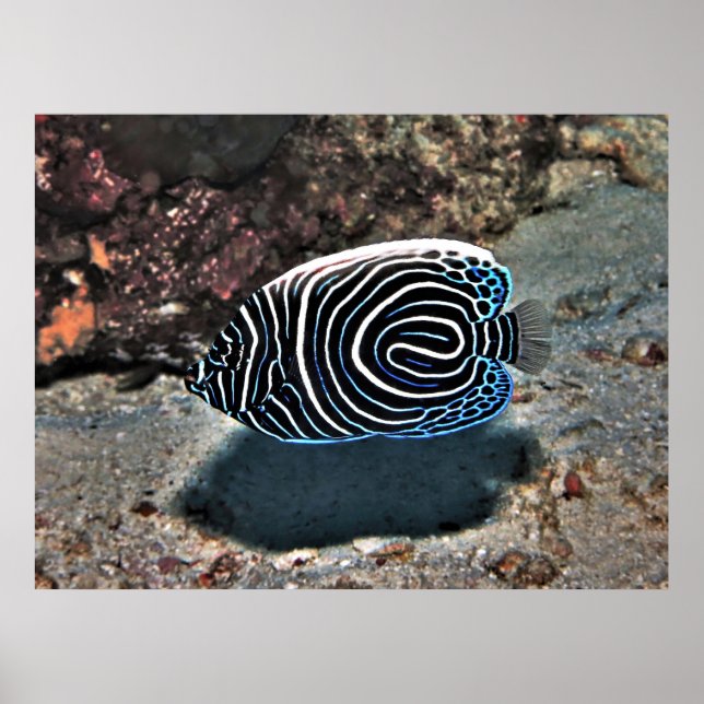 Póster Joven emperador (Frente)