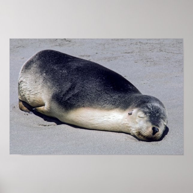 Póster Joven foca durmiendo en la playa - Australia (Frente)