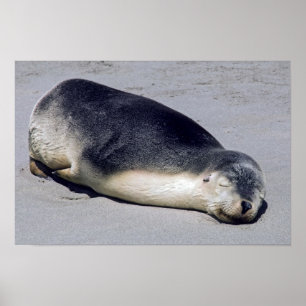 Póster Joven foca durmiendo en la playa - Australia