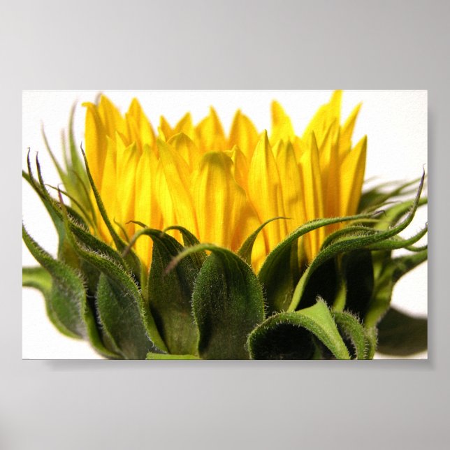 Póster Joven girasol (Frente)