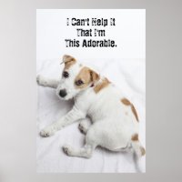 Joven Jack Russell Terrier