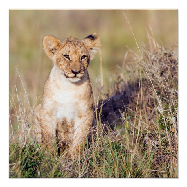 Póster Joven león (Anverso)