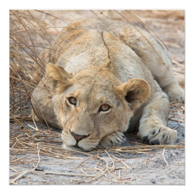 Póster Joven león (Anverso)