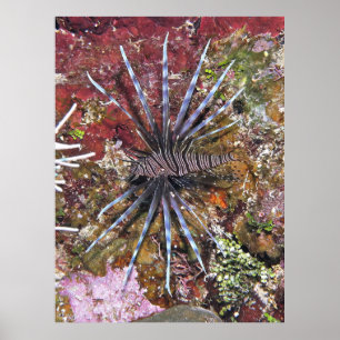 Póster Joven Lionfish