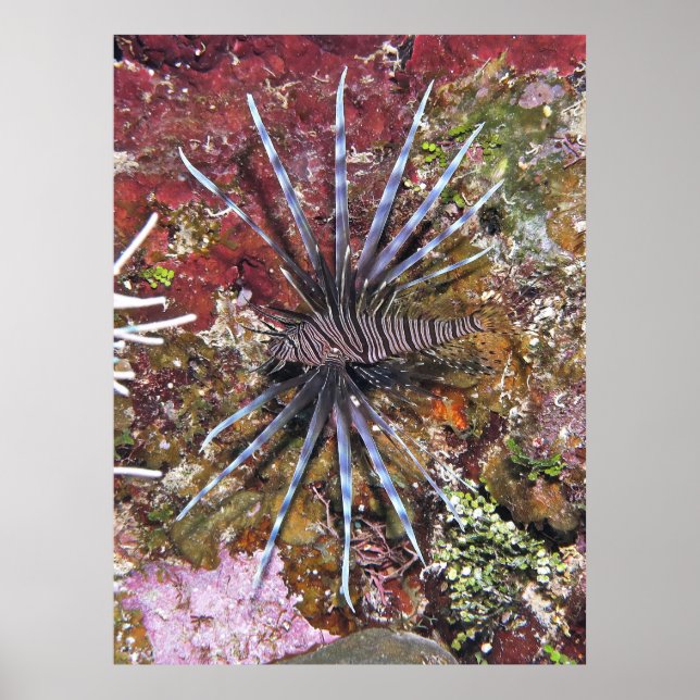 Póster Joven Lionfish (Frente)