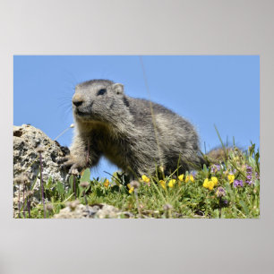 Póster Joven marmota alpina