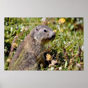 Póster Joven marmota alpina en la hierba