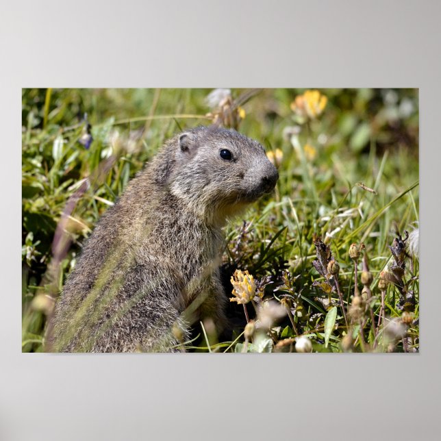 Póster Joven marmota alpina en la hierba (Frente)