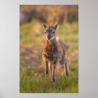 Póster Joven Muflón en Prado Fotografía de Vida Silvestre