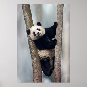 Póster Joven panda subiendo a un árbol, China