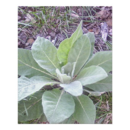Póster Joven Planta Vibrante en Jardín
