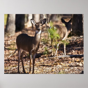 Póster Joven Poster de Whitetail Deer Doe