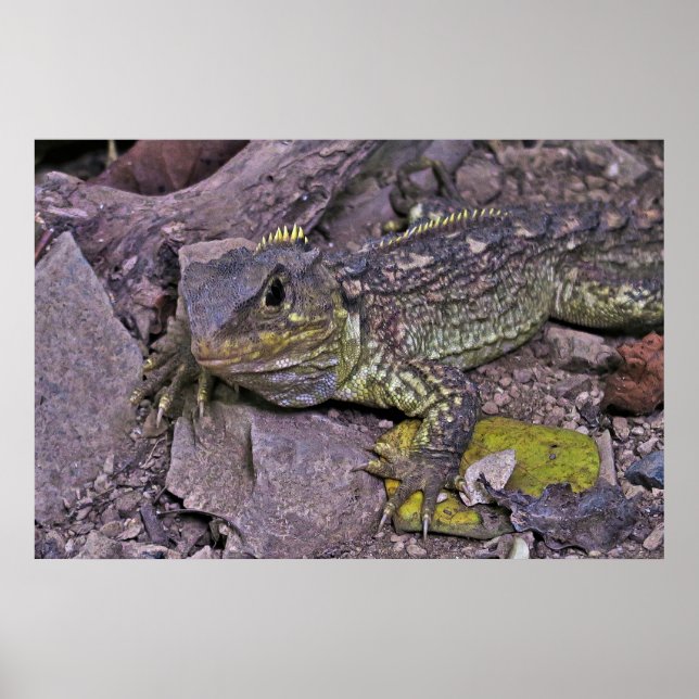 Póster Joven Tuatara (Frente)