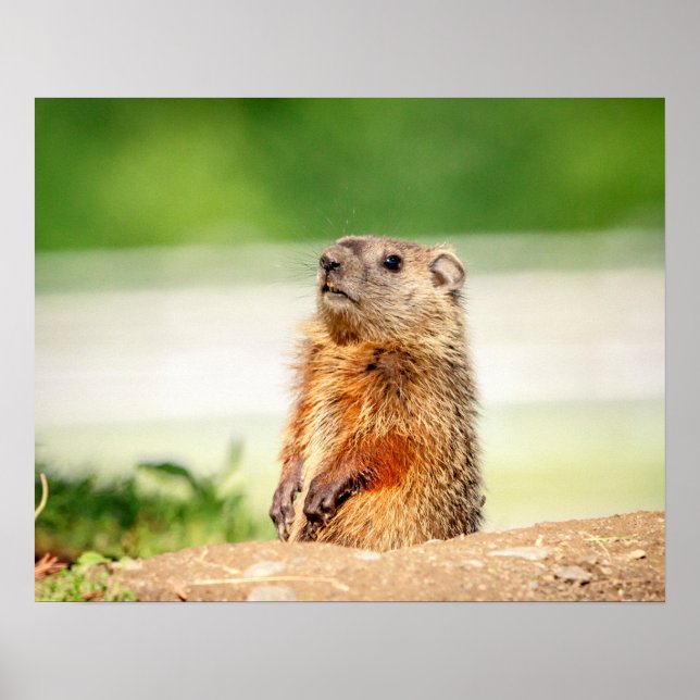 Póster Jóvenes Groundhog 20x16 (Frente)