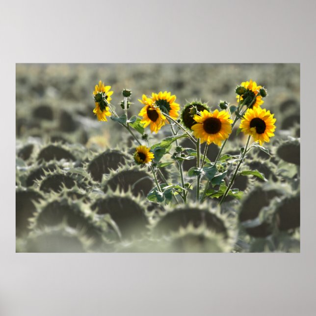Póster Jóvenes Sunflower (Frente)