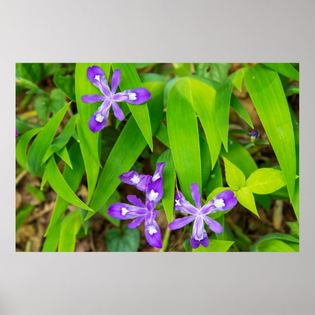 Póster Joyce Kilmer-Slickrock Wilderness 2 (Frente)