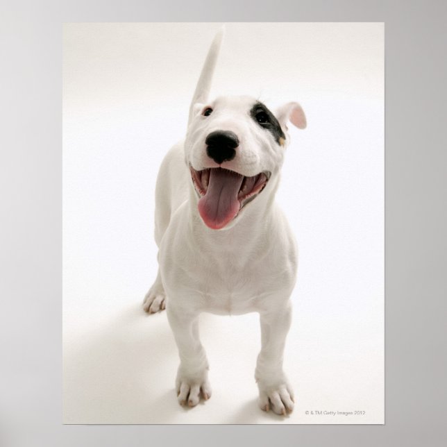 Póster Joyful Bull terrier (Frente)