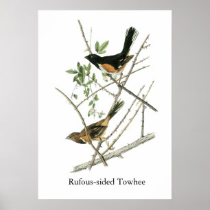 Póster Juan Audubon Rufo-echó a un lado Towhee
