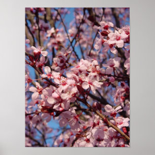 Póster Jubileo de cerezas (1) Poster