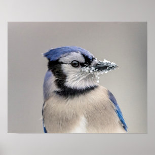 Póster Judía azul con nieve en su pico