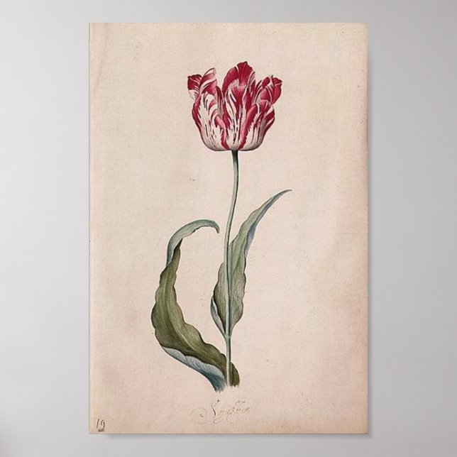 Póster Judith Leyster Tulip Poster (Frente)