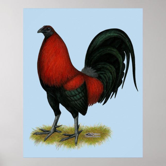 Póster Juego Americano BB Gallo Rojo Negro (Frente)