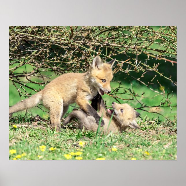 Póster Juego de 20x16 Red Fox Kits (Frente)