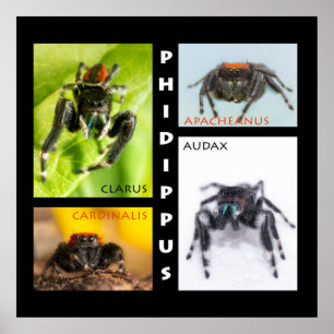 Póster Juego de arañas de salto de Phidippus