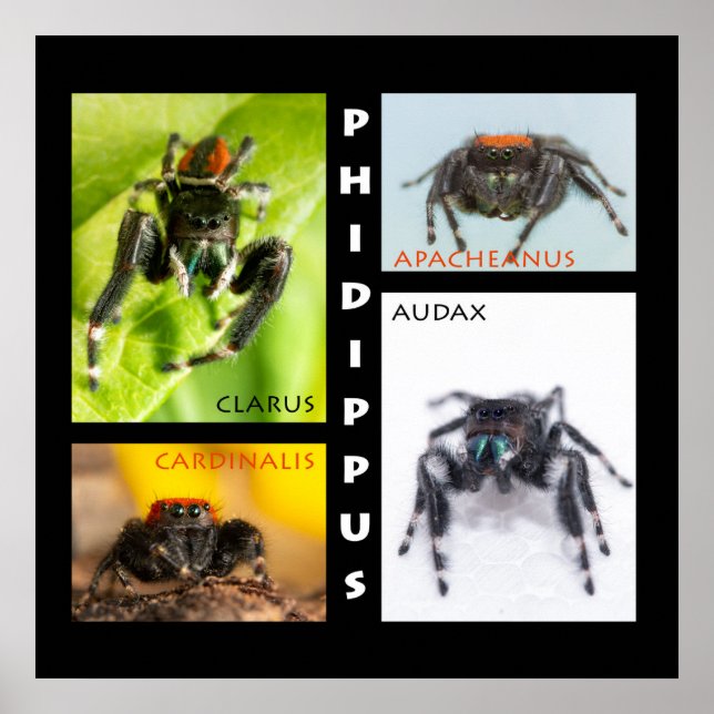 Póster Juego de arañas saltadoras de Phidippus (Frente)