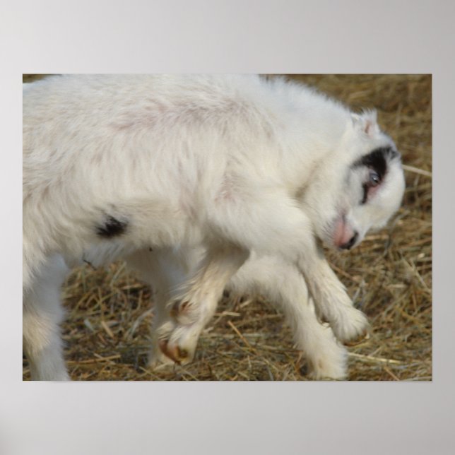 Póster Jugadores Amigo (Frente)