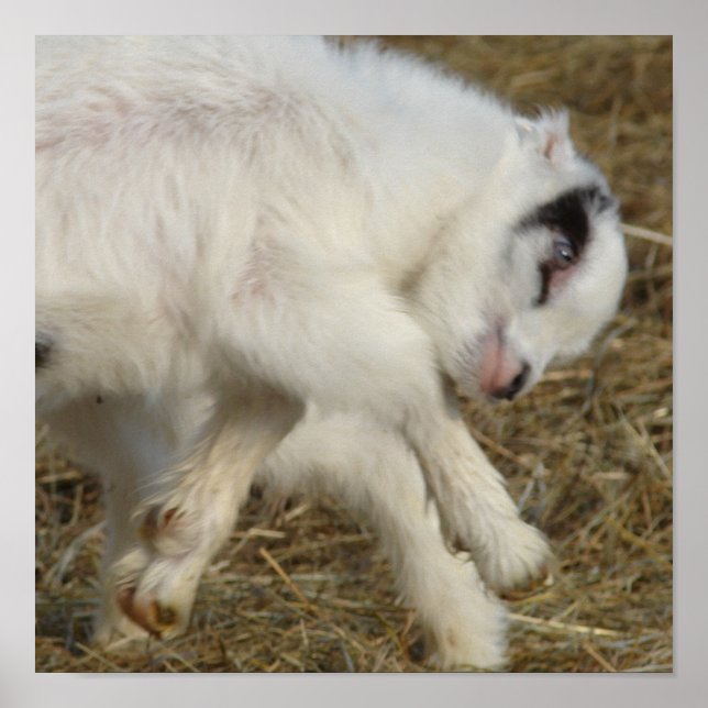 Póster Jugadores Amigo (Frente)